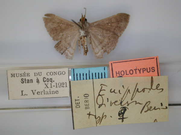/filer/webapps/moths/media/images/D/diversa_Euippodes_HT_RMCA_02.jpg