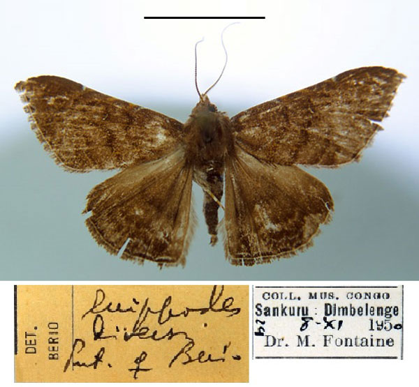 /filer/webapps/moths/media/images/D/diversa_Euippodes_PT_MSNM.jpg