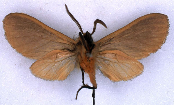 /filer/webapps/moths/media/images/D/diversa_Metarctia_HT_BMNH_02.jpg