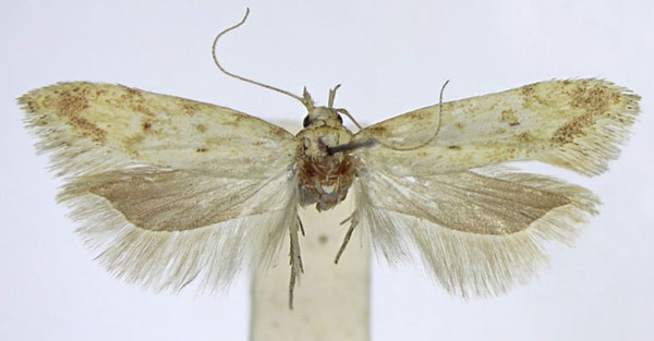 /filer/webapps/moths/media/images/D/diversa_Scrobipalpa_AF_TMSA_01.jpg