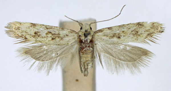 /filer/webapps/moths/media/images/D/diversa_Scrobipalpa_AF_TMSA_02.jpg
