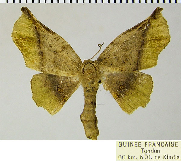 /filer/webapps/moths/media/images/D/diversa_Thenopa_AF_ZSM.jpg
