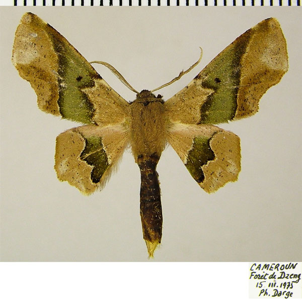 /filer/webapps/moths/media/images/D/diversa_Thenopa_AM_ZSMa.jpg