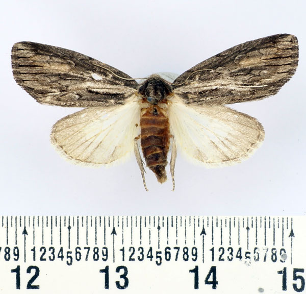 /filer/webapps/moths/media/images/D/diversipennis_Crionica_AF_BMNH.jpg