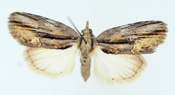 /filer/webapps/moths/media/images/D/diversipennis_Crionica_AF_TMSA_01.jpg