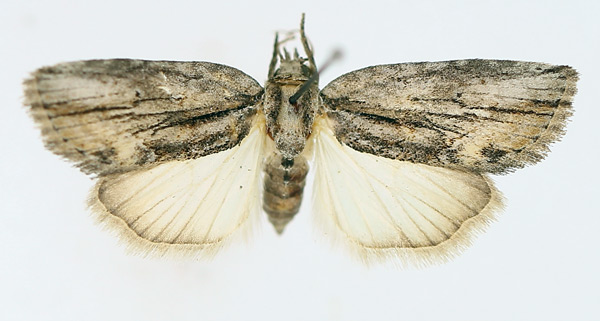 /filer/webapps/moths/media/images/D/diversipennis_Crionica_AF_TMSA_02.jpg