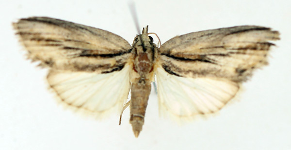 /filer/webapps/moths/media/images/D/diversipennis_Crionica_AM_TMSA_01.jpg