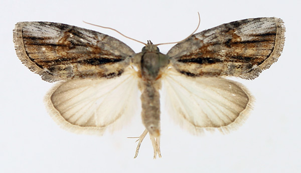 /filer/webapps/moths/media/images/D/diversipennis_Crionica_AM_TMSA_02.jpg