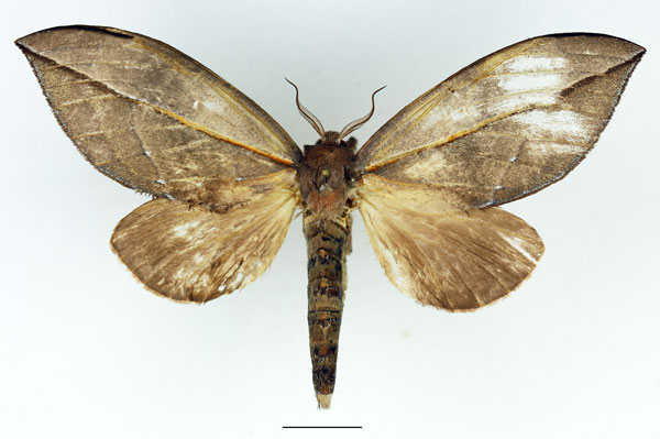 /filer/webapps/moths/media/images/D/dives_Aoba_AF_Basquin_01.jpg