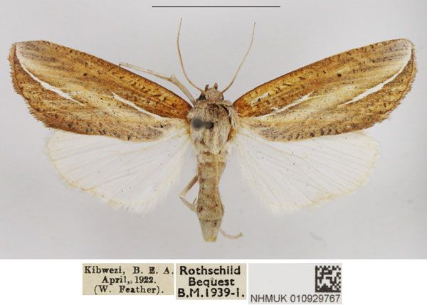 /filer/webapps/moths/media/images/D/dives_Arcyophora_AF_NHMUK.jpg