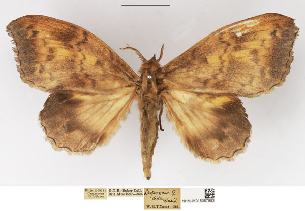 /filer/webapps/moths/media/images/D/dives_Leipoxais_AF_NHMUK.jpg
