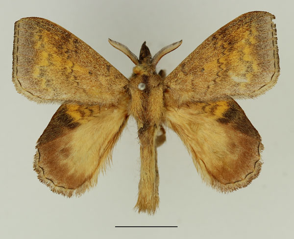 /filer/webapps/moths/media/images/D/dives_Leipoxais_AM_Basquin_01.jpg