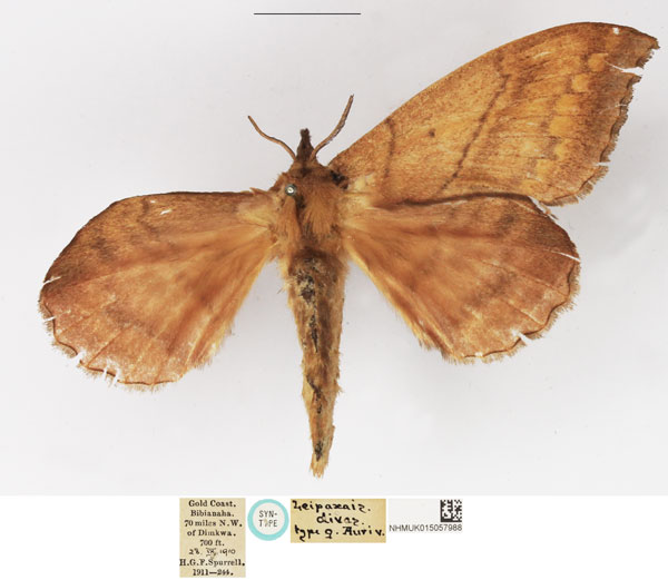 /filer/webapps/moths/media/images/D/dives_Leipoxais_STF_NHMUK.jpg