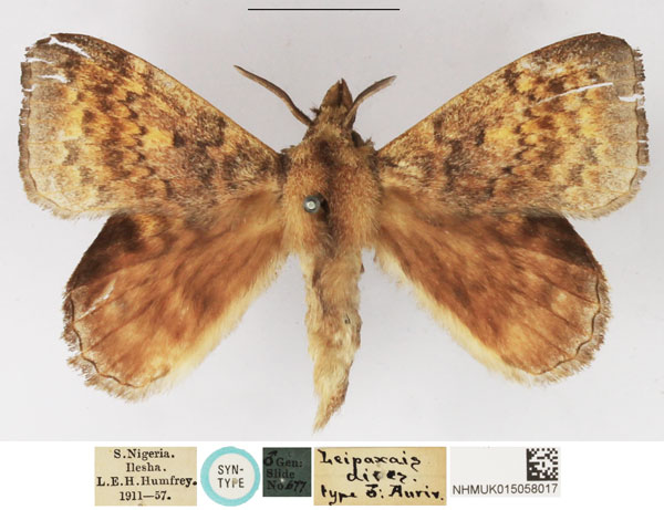 /filer/webapps/moths/media/images/D/dives_Leipoxais_STM_NHMUK.jpg