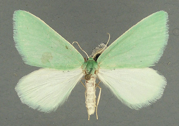 /filer/webapps/moths/media/images/D/divincta_Rhadinomphax_AM_TMSA_02.jpg