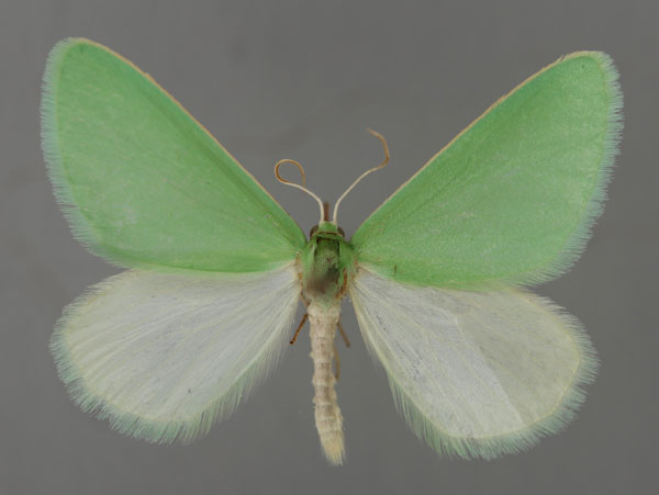 /filer/webapps/moths/media/images/D/divincta_Rhadinomphax_A_ZSM_01.jpg