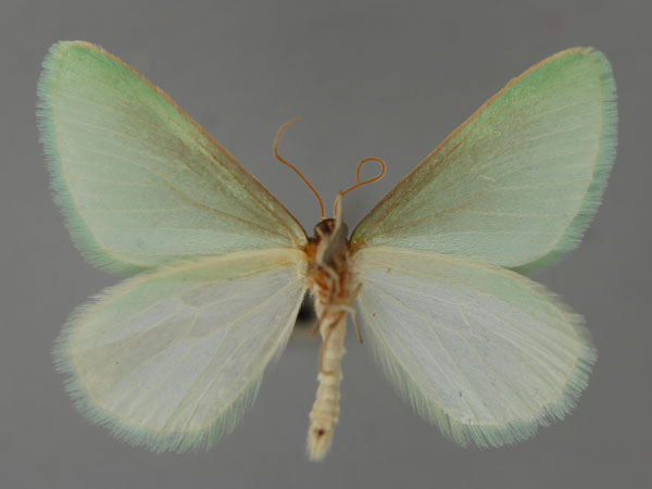 /filer/webapps/moths/media/images/D/divincta_Rhadinomphax_A_ZSM_02.jpg