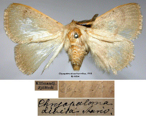 /filer/webapps/moths/media/images/D/divisa_Chrysopoloma_HT_SNHMa.jpg