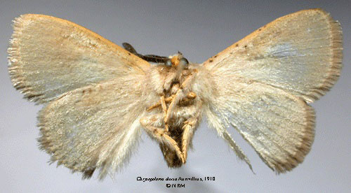 /filer/webapps/moths/media/images/D/divisa_Chrysopoloma_HT_SNHMb.jpg