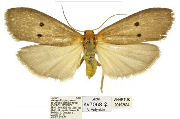 /filer/webapps/moths/media/images/D/divisa_Crocosia_AF_ANHRT.jpg