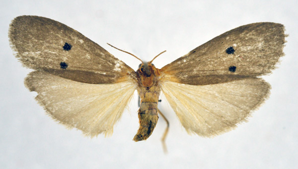 /filer/webapps/moths/media/images/D/divisa_Crocosia_AF_NHMO.jpg