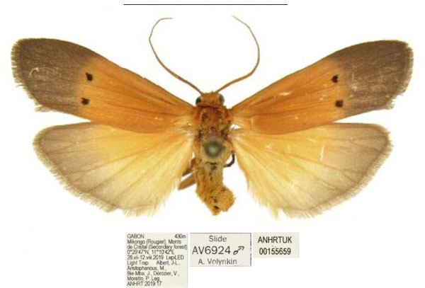 /filer/webapps/moths/media/images/D/divisa_Crocosia_AM_ANHRT.jpg