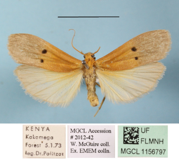 /filer/webapps/moths/media/images/D/divisa_Crocosia_AM_MGCLa_01.JPG