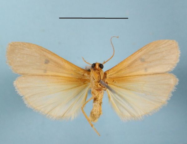 /filer/webapps/moths/media/images/D/divisa_Crocosia_AM_MGCLb_01.JPG