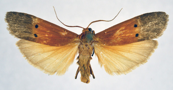 /filer/webapps/moths/media/images/D/divisa_Crocosia_AM_NHMO.jpg