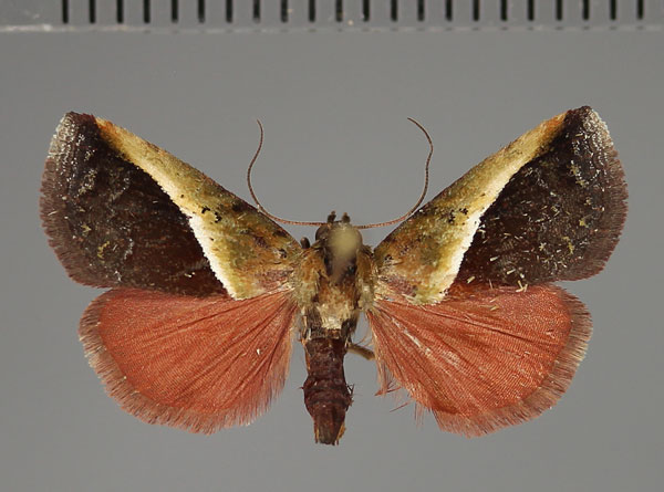 /filer/webapps/moths/media/images/D/divisa_Eustrotia_A_Fiebig_01.jpg