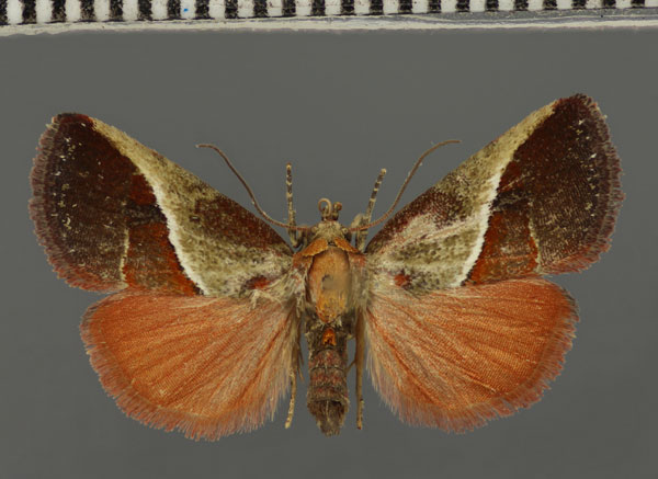 /filer/webapps/moths/media/images/D/divisa_Eustrotia_A_Fiebig_03.jpg