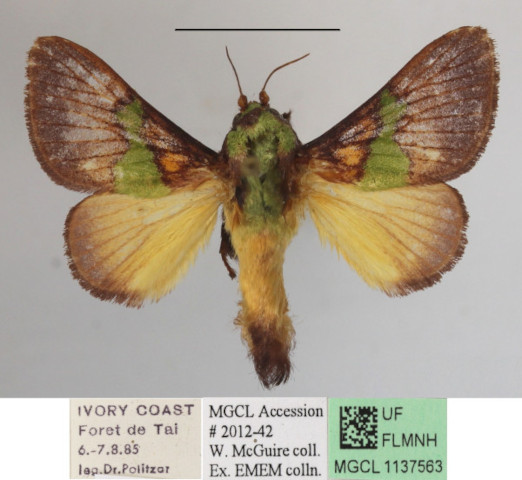 /filer/webapps/moths/media/images/D/divisa_Parasa_A_MGCLa_01.JPG