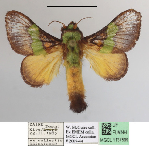 /filer/webapps/moths/media/images/D/divisa_Parasa_A_MGCLa_02.JPG