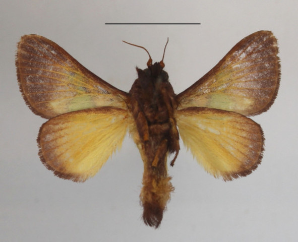 /filer/webapps/moths/media/images/D/divisa_Parasa_A_MGCLb_01.JPG