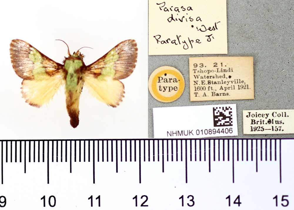 /filer/webapps/moths/media/images/D/divisa_Parasa_PT_BMNH.jpg