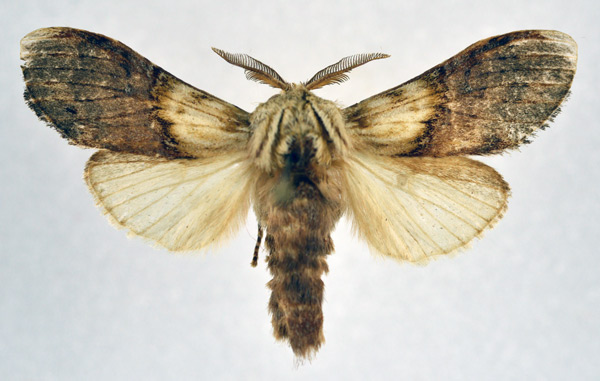 /filer/webapps/moths/media/images/D/divisa_Parastaura_AM_NHMO.jpg