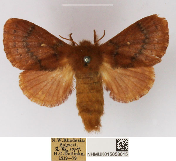/filer/webapps/moths/media/images/D/divisa_Pseudolyra_AF_NHMUK_01.jpg