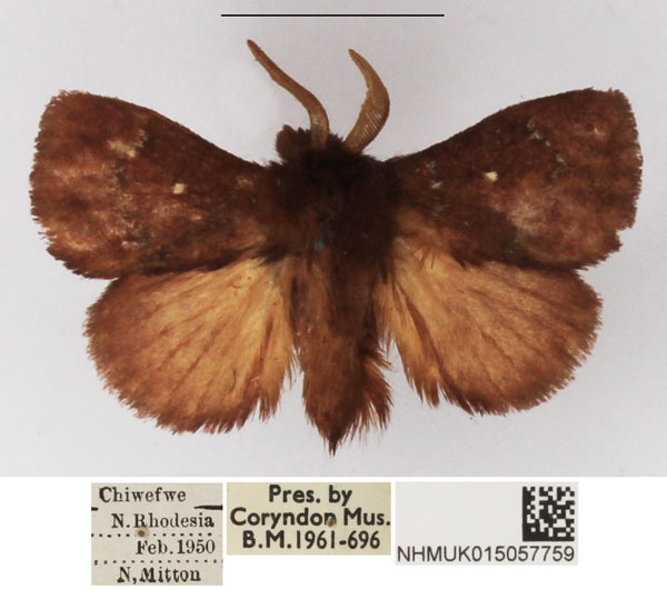 /filer/webapps/moths/media/images/D/divisa_Pseudolyra_AM_NHMUK_01.jpg