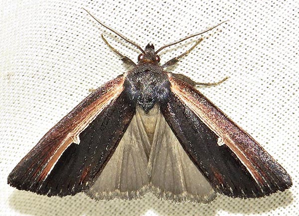 /filer/webapps/moths/media/images/D/divisa_Ramesodes_A_Braun_01.jpg