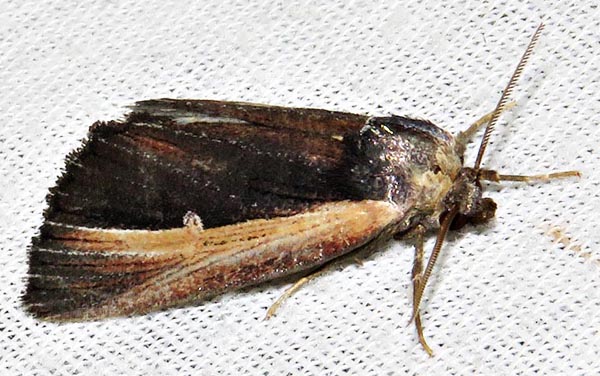 /filer/webapps/moths/media/images/D/divisa_Ramesodes_A_Braun_02.jpg