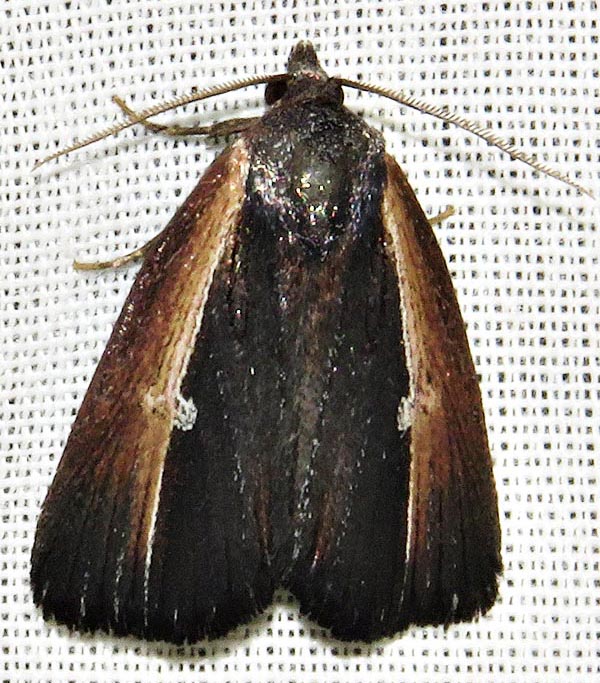 /filer/webapps/moths/media/images/D/divisa_Ramesodes_A_Braun_03.jpg
