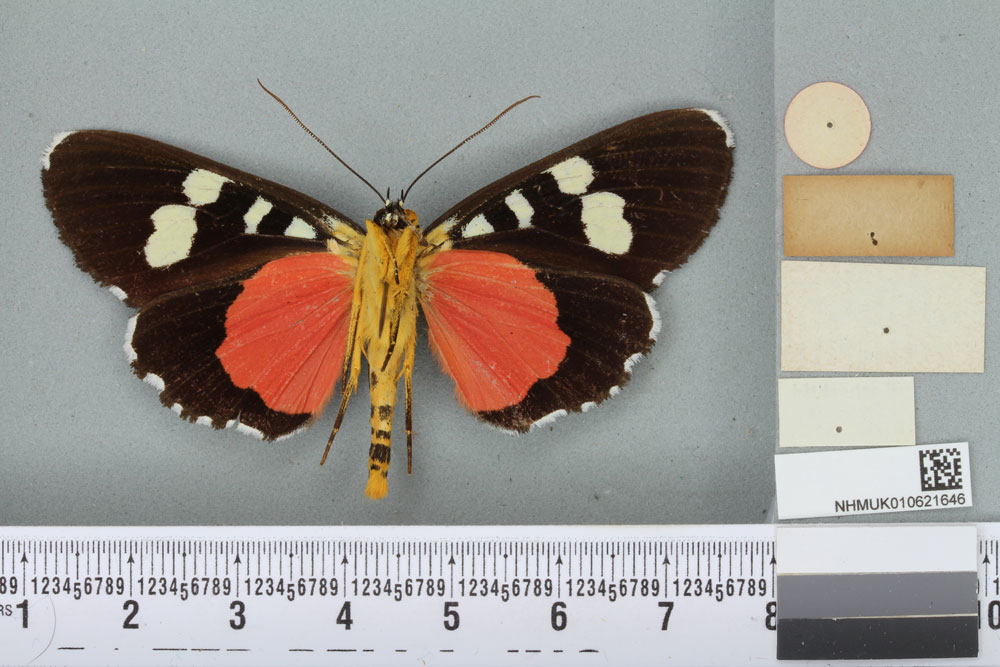 /filer/webapps/moths/media/images/D/divisa_Rothia_HT_BMNHb.jpg