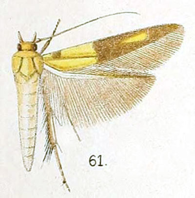 /filer/webapps/moths/media/images/D/divisa_Stathmopoda_STM_Walsingham_6-61.jpg