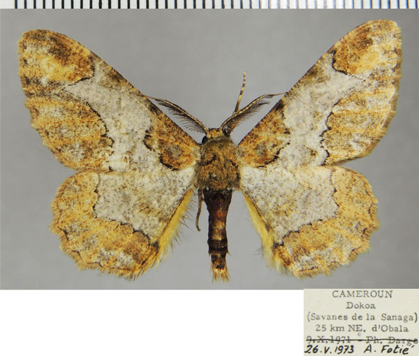 /filer/webapps/moths/media/images/D/divisaria_Colocleora_AM_ZSMa.jpg