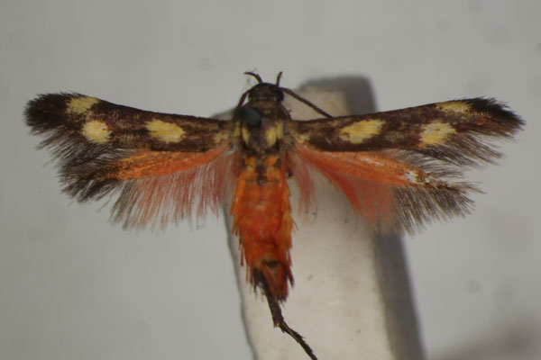 /filer/webapps/moths/media/images/D/divisella_Eretmocera_ST_BMNH.jpg