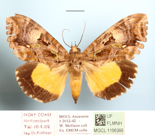 /filer/webapps/moths/media/images/D/divitiosa_Eudocima_AF_MGCLa_01.jpg