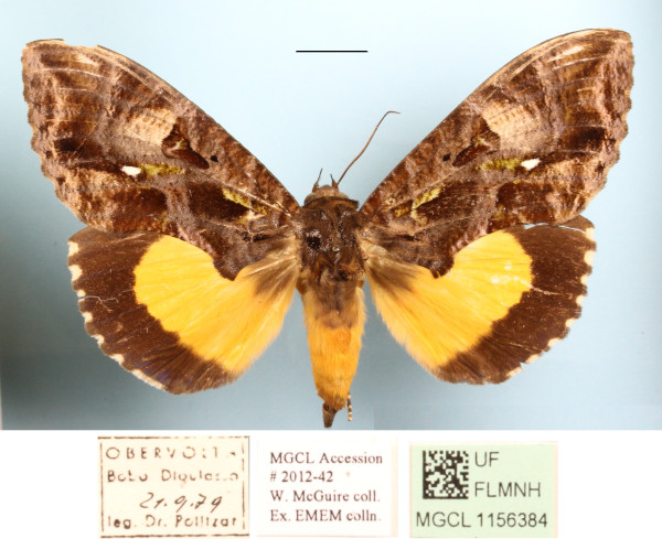 /filer/webapps/moths/media/images/D/divitiosa_Eudocima_AF_MGCLa_02.jpg