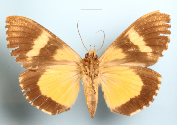 /filer/webapps/moths/media/images/D/divitiosa_Eudocima_AF_MGCLb_01.jpg