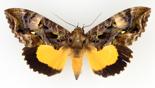 /filer/webapps/moths/media/images/D/divitiosa_Eudocima_AF_TMSA_01.jpg