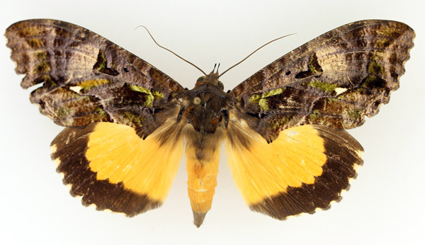 /filer/webapps/moths/media/images/D/divitiosa_Eudocima_AF_TMSA_02.jpg
